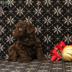Ulannie, Toy Poodle Puppy